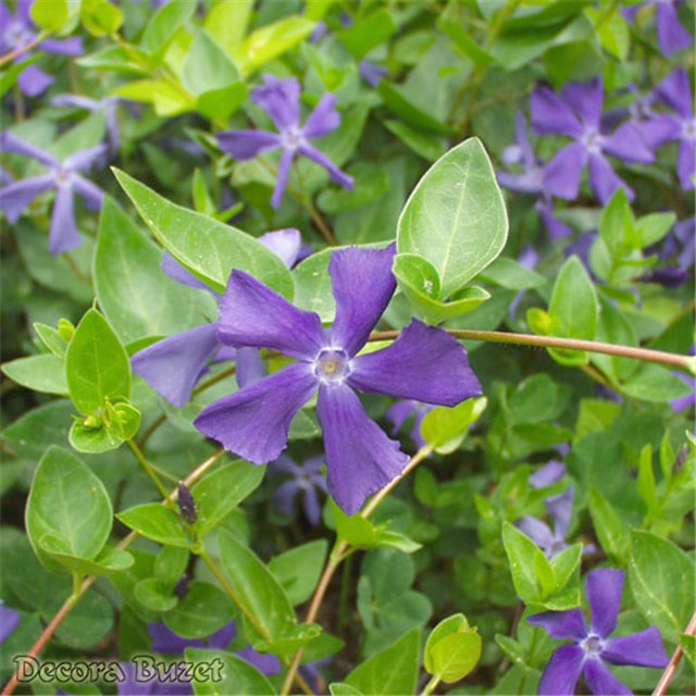 Vinca Balcanica